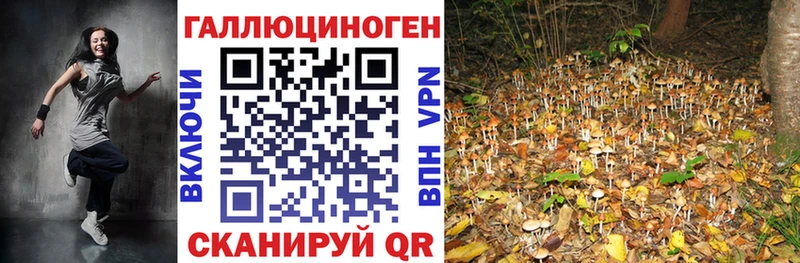 Псилоцибиновые грибы Psilocybine cubensis  Нижнеудинск 